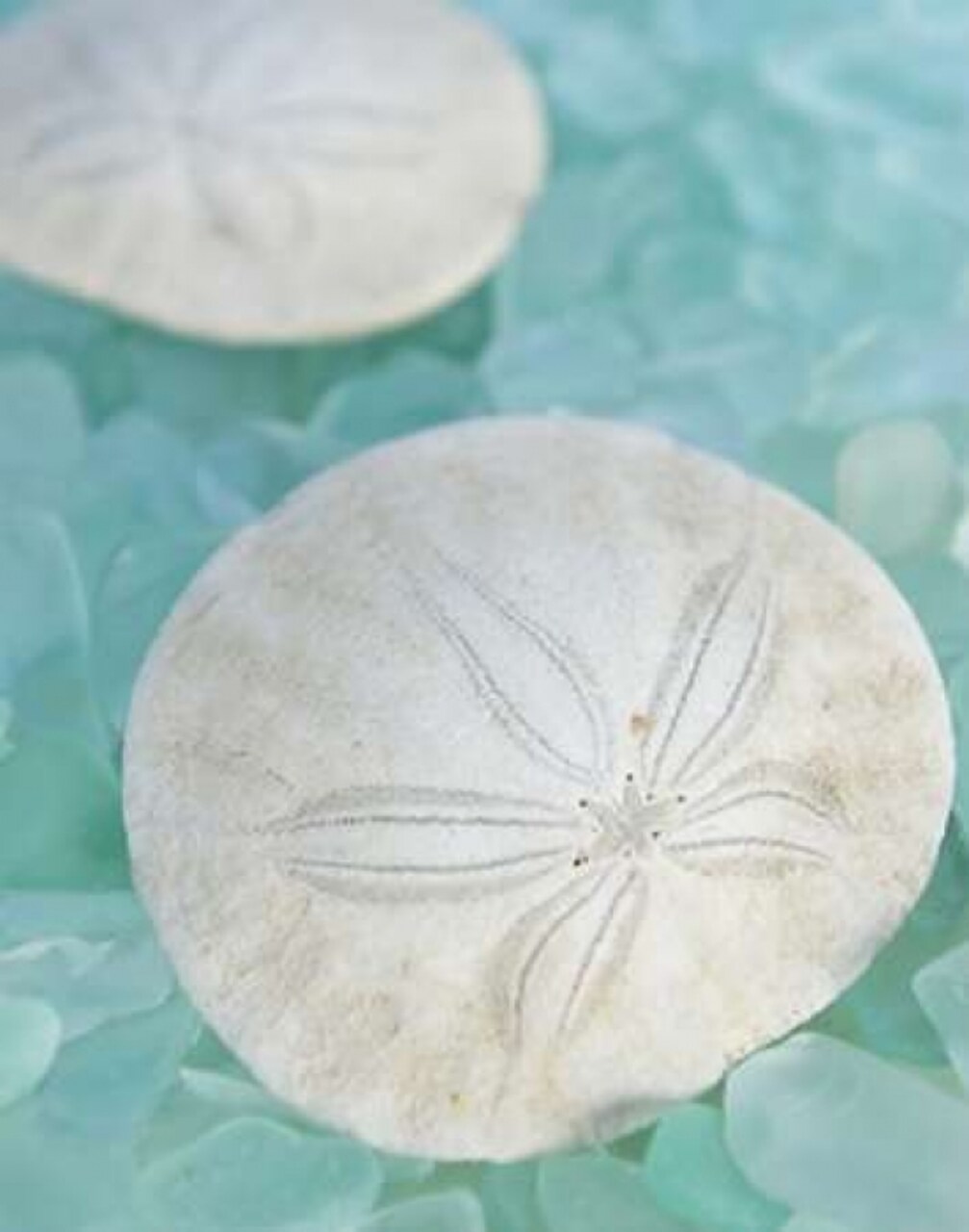 Seaglass 3 Poster Print by Alan Blaustein - Item # VARPDXB2815D